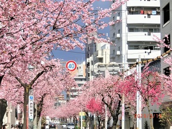 東区泉桜.jpg