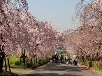 東谷山桜.jpg