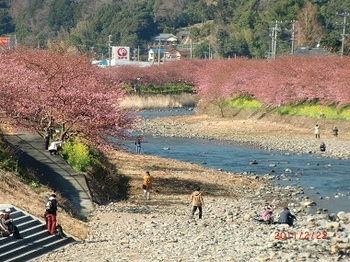 河津桜と菜の花.jpg