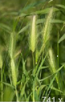 麦に似た雑草.PNG